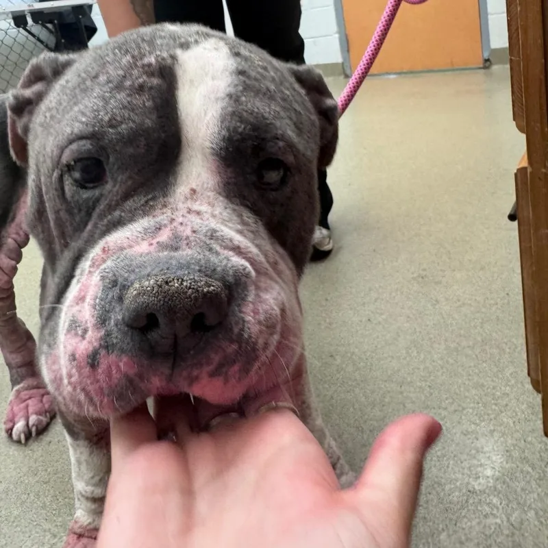 An adult large-sized female Gray / Blue / Silver Pit Bull Terrier dog named Mermaid for adoption in Birdsboro, PA