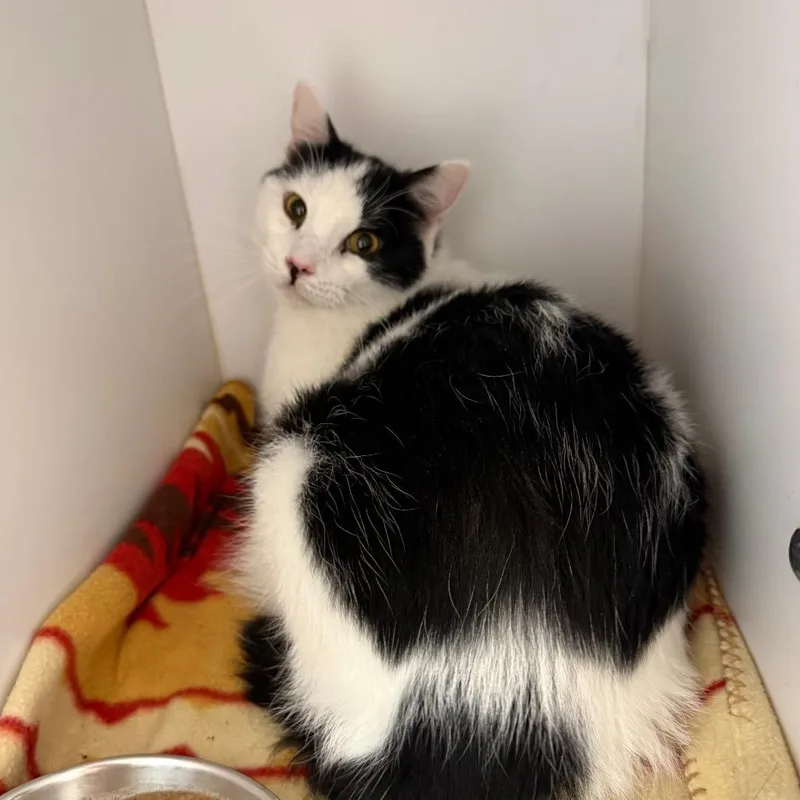 A young medium-sized male White Domestic Short Hair cat named Merlin for adoption in Kanab, UT