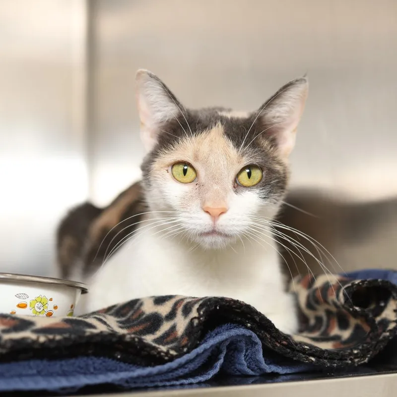 An adult medium-sized female Calico Domestic Short Hair cat named Squirt for adoption in Evansville, IN