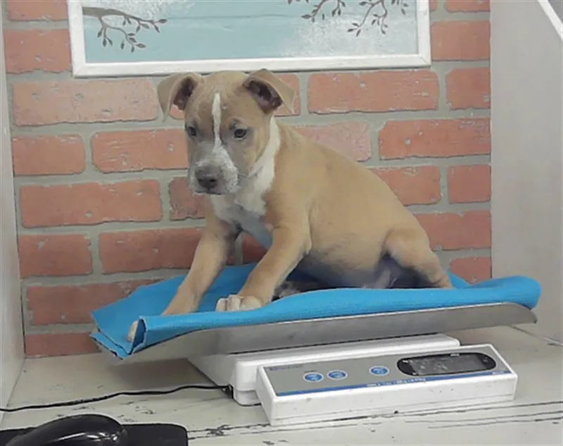 A baby small-sized female Staffordshire Bull Terrier dog named Hillary for adoption in Houston, TX