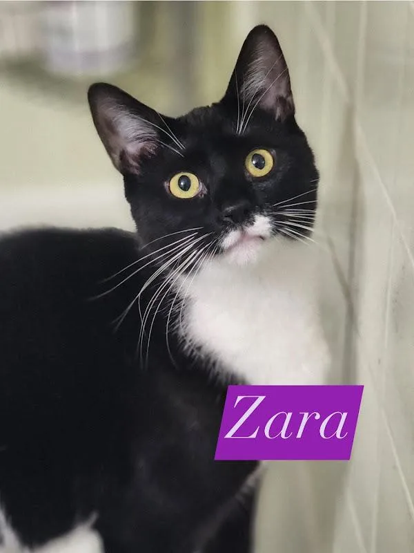 Zara thumbnail 2