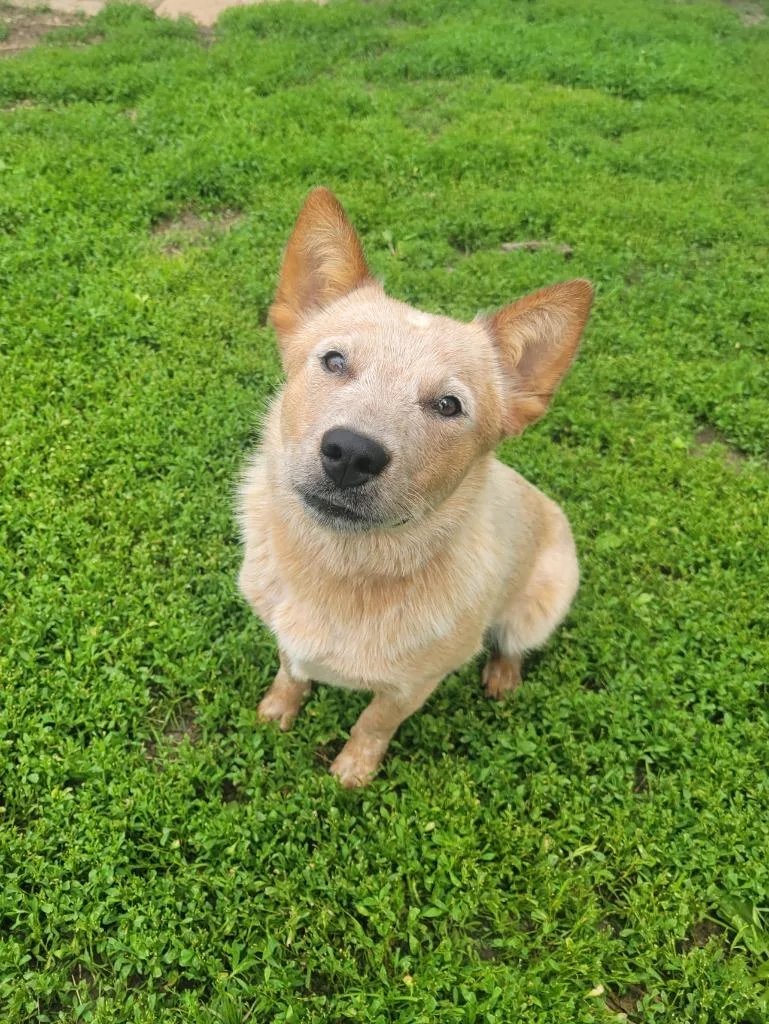 A young medium-sized female Australian Cattle Dog / Blue Heeler dog named Rachel for adoption in sun prairie, WI