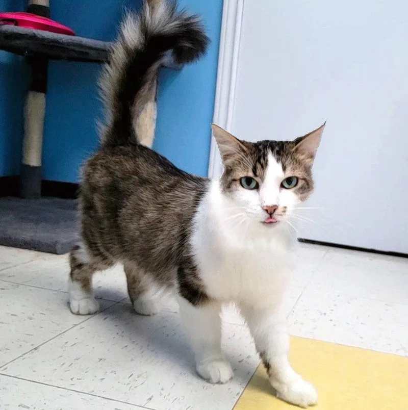 An adult medium-sized female Maine Coon cat named Penelope fabulouslyfluffy for adoption in Houston, TX
