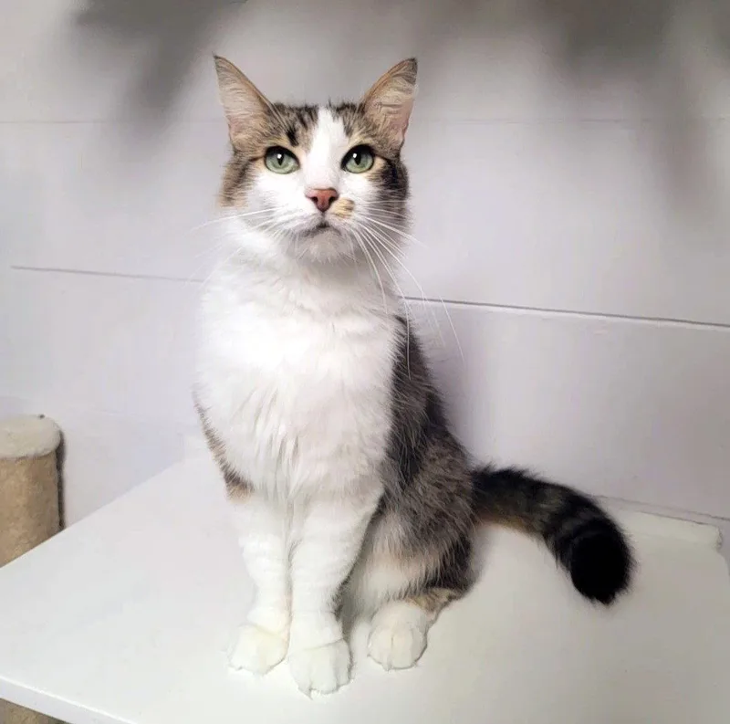Penelope fabulouslyfluffy thumbnail 2