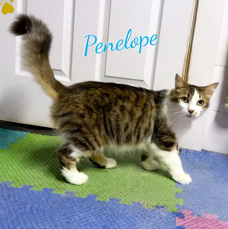 Penelope fabulouslyfluffy thumbnail 3