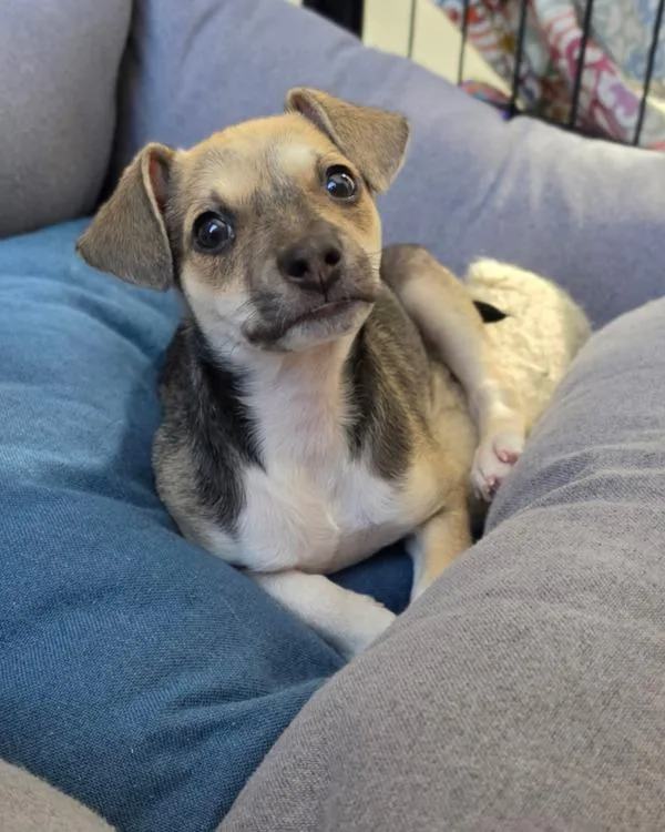 A baby small-sized female Terrier dog named Strawberry for adoption in Novato, CA