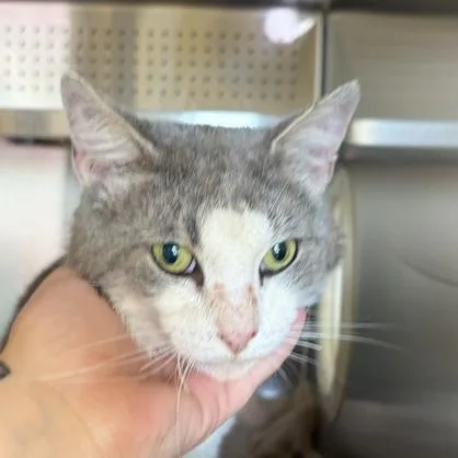 An adult medium-sized male Gray / Blue / Silver Domestic Short Hair cat named Enzo for adoption in Asheville, NC