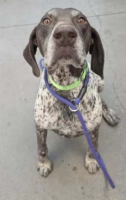 An adult large-sized male German Shorthaired Pointer dog named Tommy Twofer for adoption in Tucson, AZ