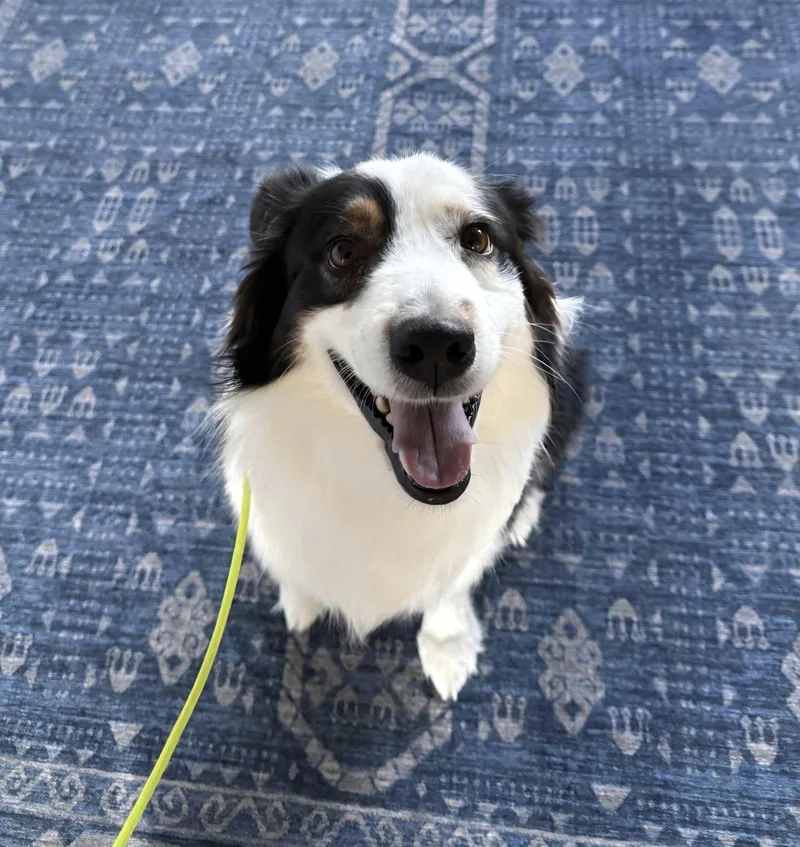 An adult medium-sized male Australian Shepherd dog named Luka for adoption in Thomasville, NC