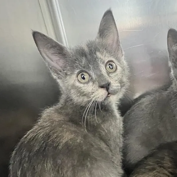 A baby small-sized female Domestic Short Hair cat named Daphne for adoption in Sioux City, IA