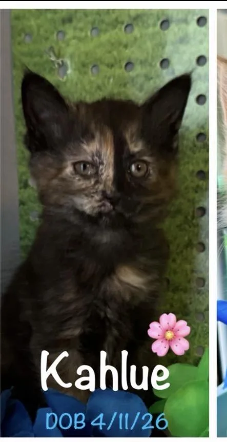 A baby small-sized female Tortoiseshell Domestic Short Hair cat named Kahlue for adoption in Rochester Hills, MI
