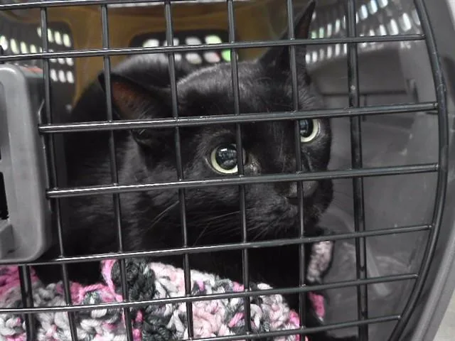 An adult medium-sized female Domestic Short Hair cat named Puff Pastry for adoption in Omaha, NE