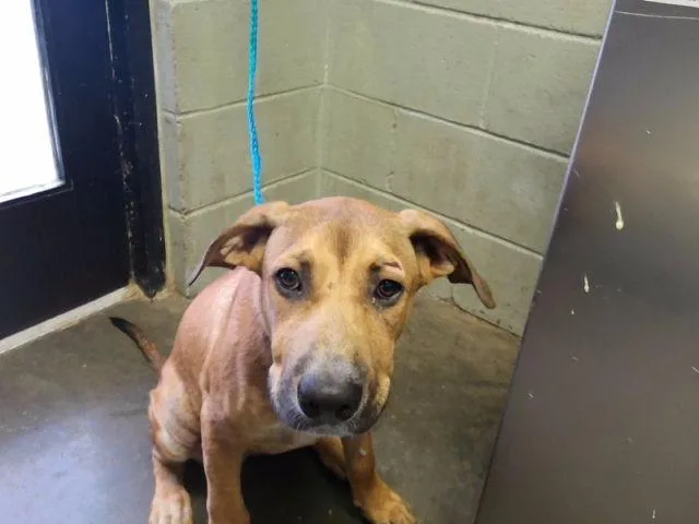 A young medium-sized male German Shepherd Dog dog named Marco for adoption in Tulsa, OK
