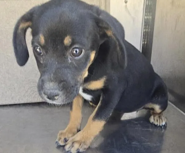 A baby small-sized female German Pinscher dog named Taffy for adoption in Victorville, CA