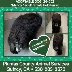 A senior medium-sized male Field Spaniel dog named Manny for adoption in Quincy, CA