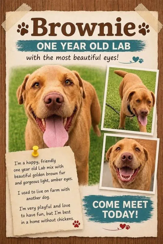A young large-sized male Labrador Retriever dog named Brownie for adoption in Rensselaer, IN