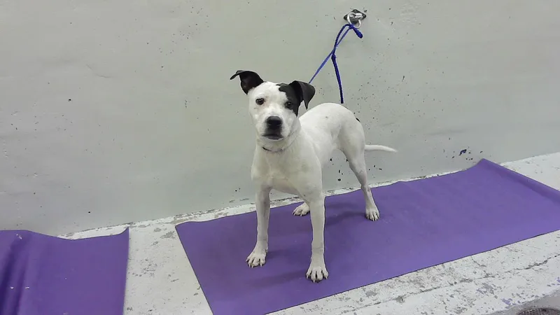 A young medium-sized male Labrador Retriever dog named Rocco for adoption in Houston, TX