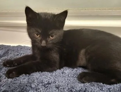 A young small-sized female Domestic Short Hair cat named Gabby for adoption in Quakertown, PA