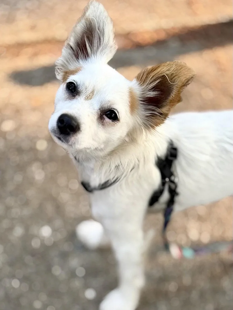 An adult small-sized female Chihuahua dog named Clover for adoption in Seattle, WA