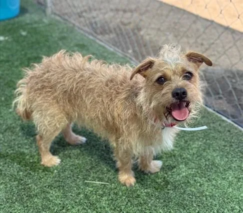 An adult medium-sized male Terrier dog named Jack Jack for adoption in Castaic, CA