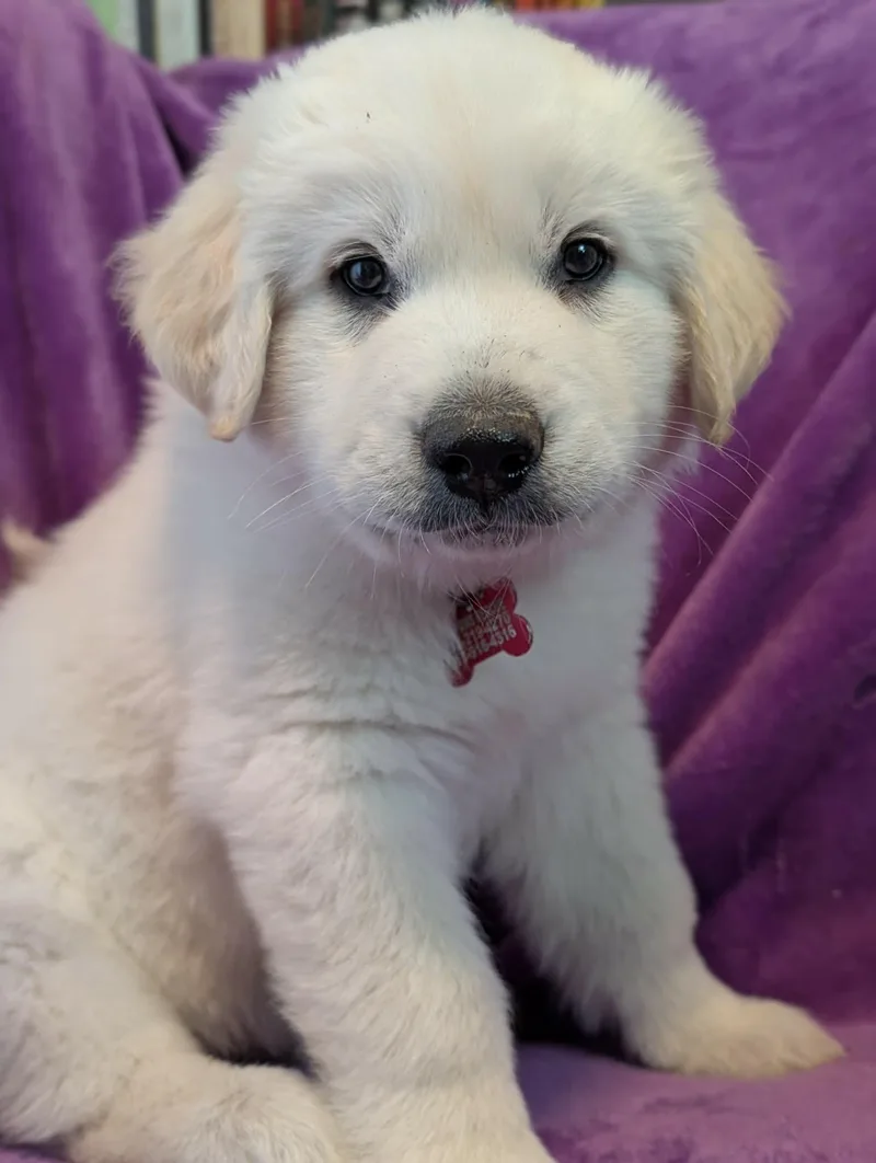 A baby large-sized male White / Cream Great Pyrenees dog named Orbit for adoption in Kiowa, OK