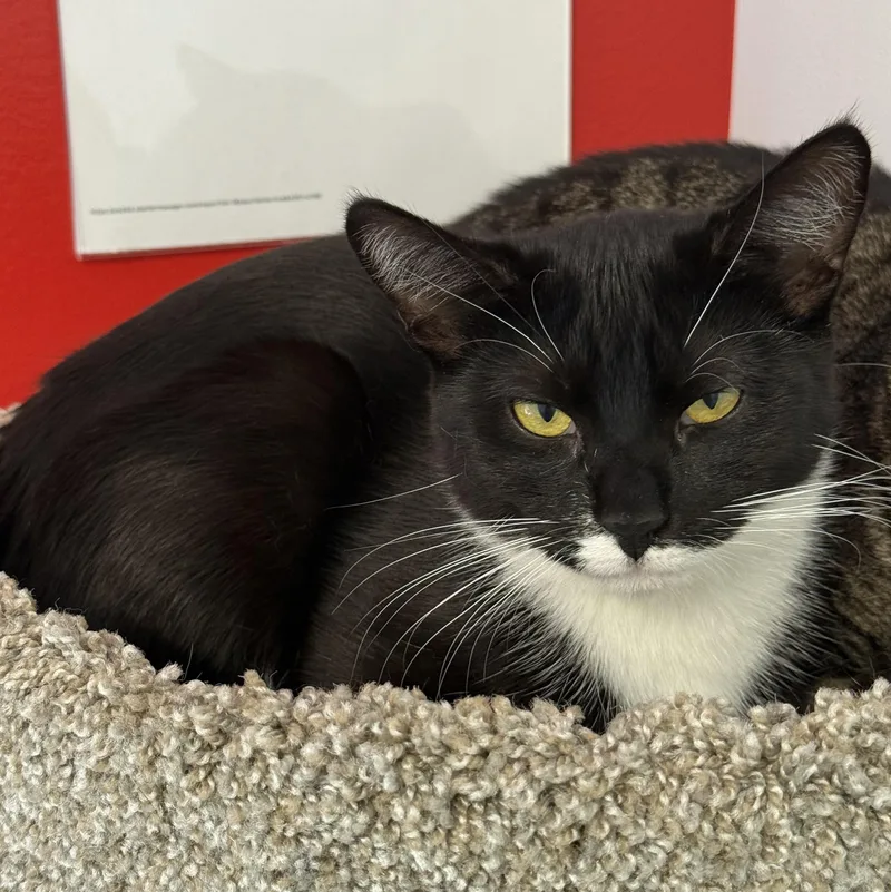 A young medium-sized female Black & White / Tuxedo Domestic Short Hair cat named Boss Nass for adoption in North Haven, CT