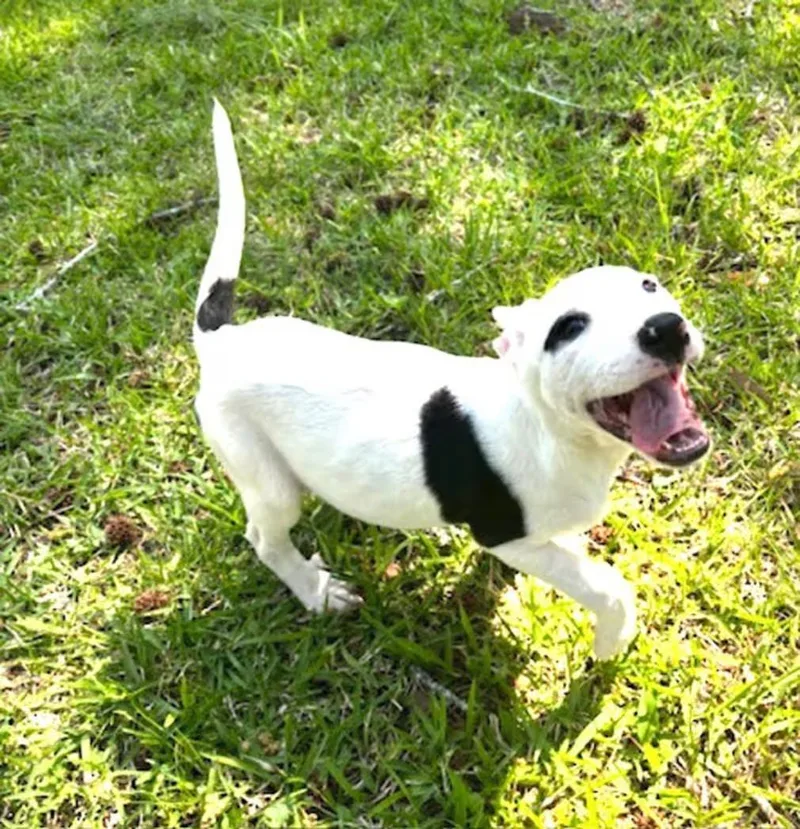 A baby medium-sized female White / Cream American Staffordshire Terrier dog named Raineymeet Me! for adoption in Watertown, CT