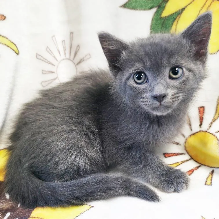 A baby small-sized male Gray / Blue / Silver Domestic Short Hair cat named Seagull for adoption in Mount Juliet, TN