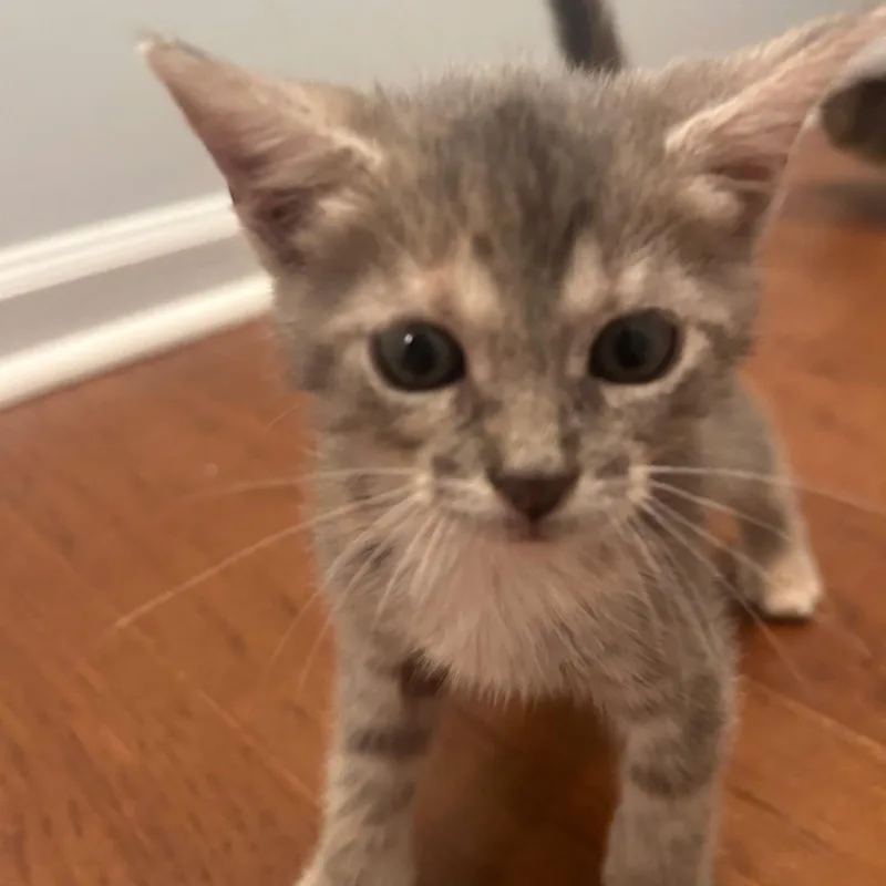 A baby medium-sized female Dilute Tortoiseshell Domestic Short Hair cat named Toulouse for adoption in Bordentown, NJ