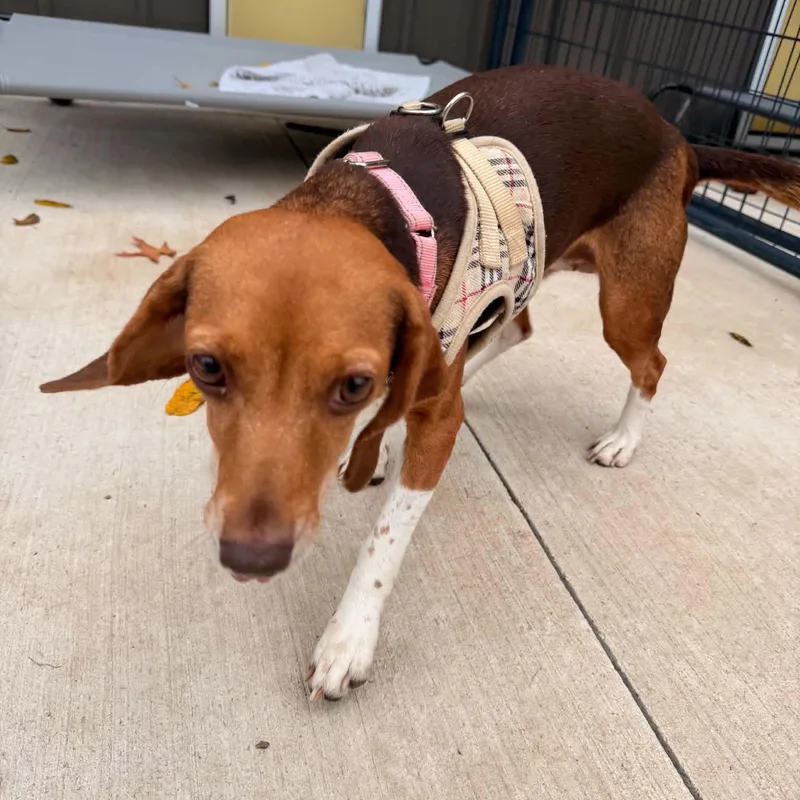 An adult small-sized female Beagle dog named Princess for adoption in Salem, OH
