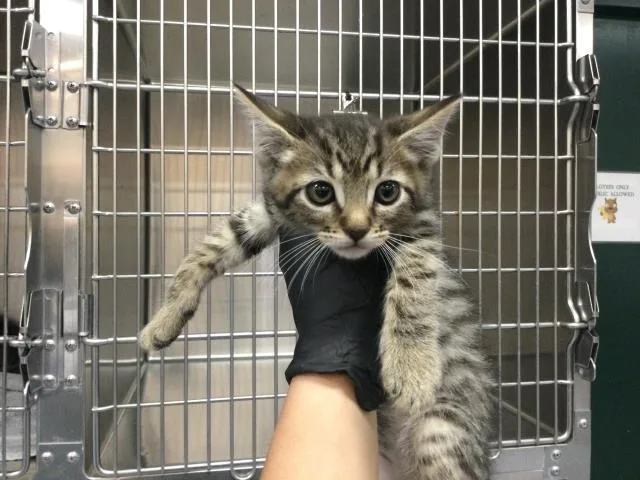 A baby small-sized male Domestic Short Hair cat named Chase for adoption in Thousand Palms, CA