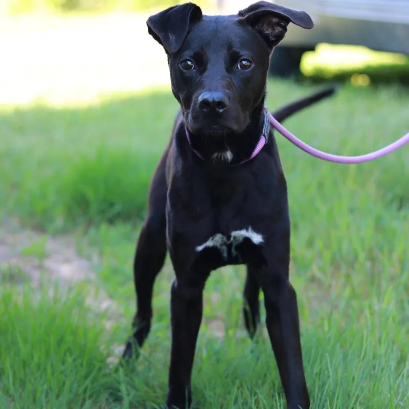 A young medium-sized male Black Labrador Retriever dog named CT Zeus lbs! for adoption in Stormville, NY