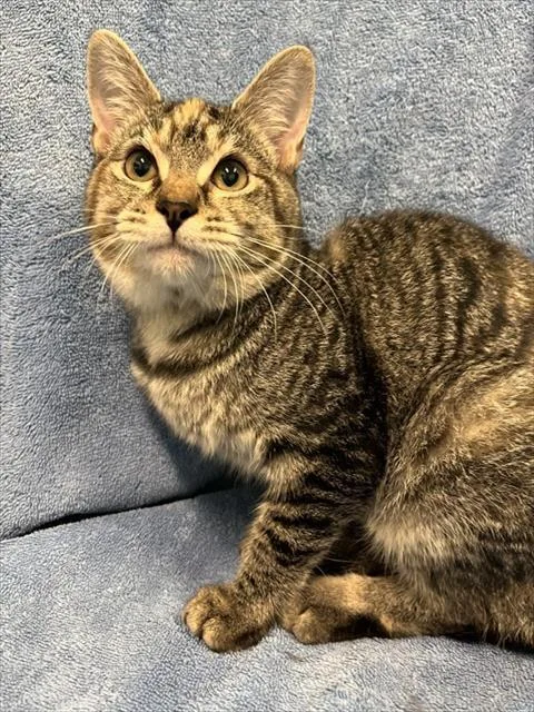 Penny