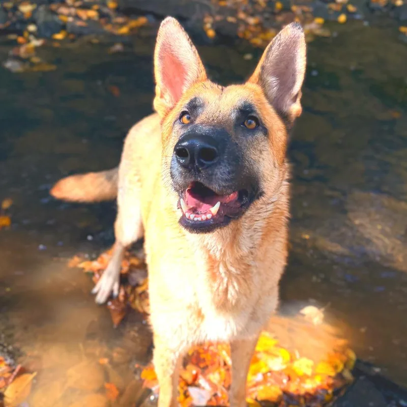 An adult large-sized male Yellow / Tan / Blond / Fawn German Shepherd Dog dog named Seyvaro for adoption in Milford, NY