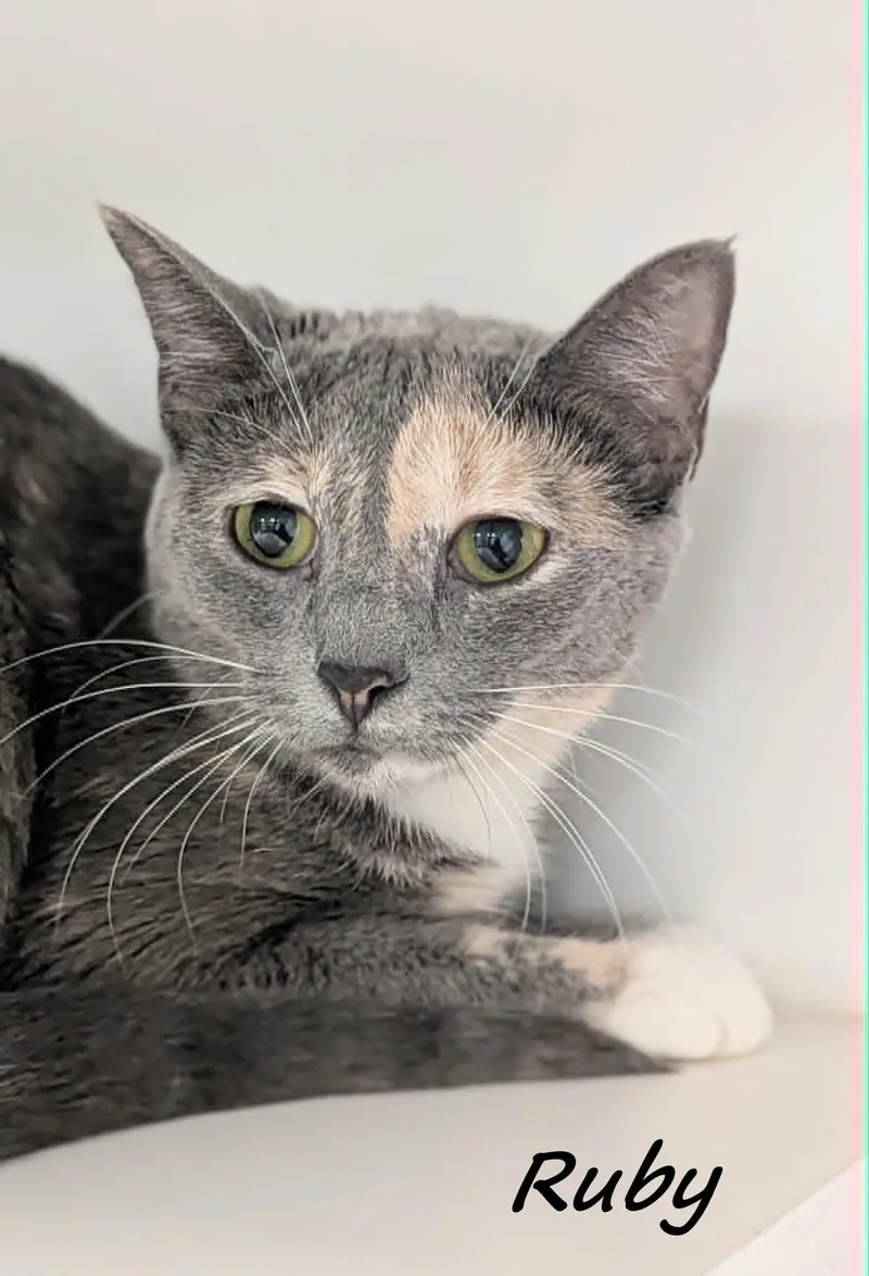 An adult medium-sized female Dilute Tortoiseshell Domestic Short Hair cat named Ruby for adoption in Flint, MI