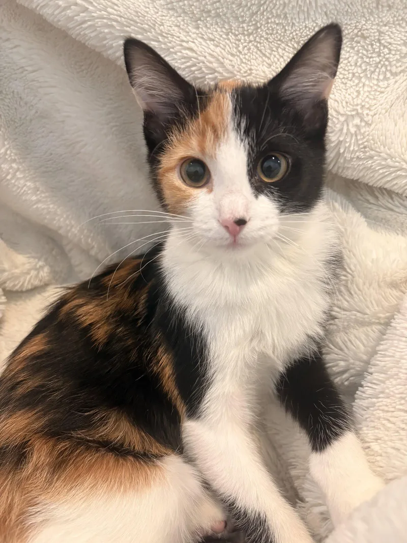 A baby medium-sized female Domestic Short Hair cat named Blossom for adoption in Lake Saint Louis, MO