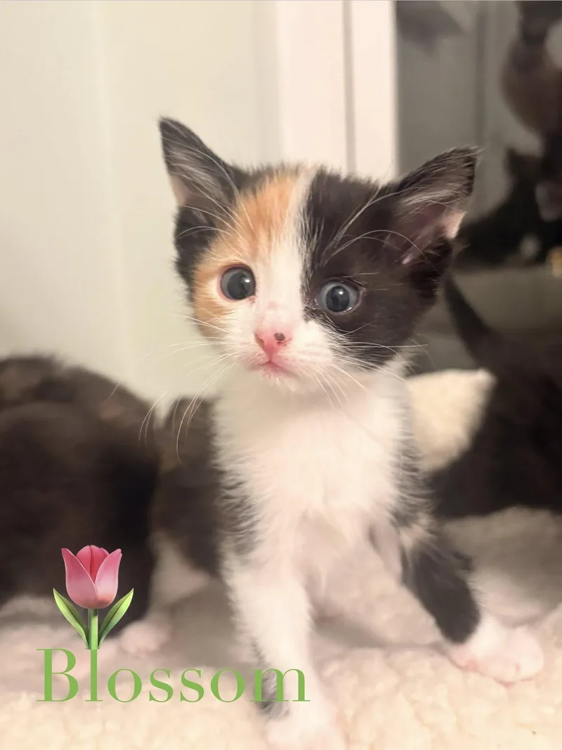 Blossom thumbnail 2