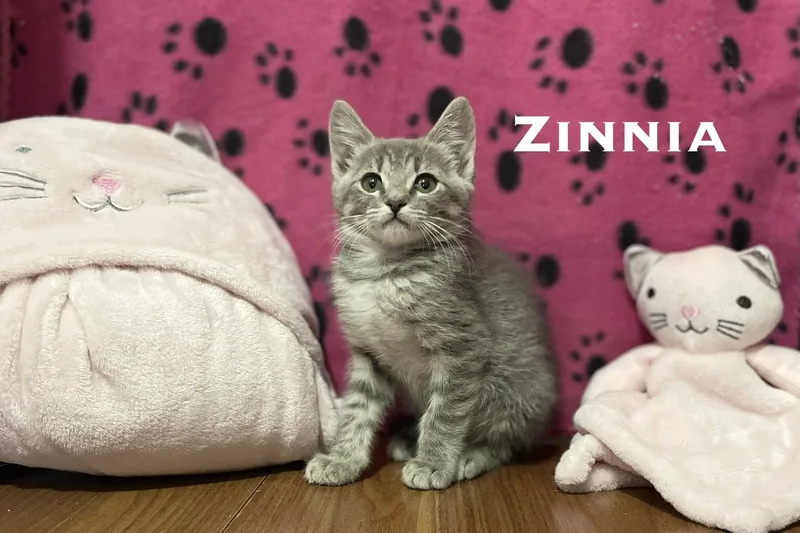 A baby small-sized female Domestic Short Hair cat named Zinnia for adoption in El Centro, CA