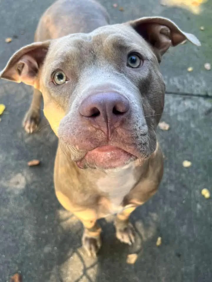 A young medium-sized female Yellow / Tan / Blond / Fawn Pit Bull Terrier dog named Red for adoption in Chicago, IL