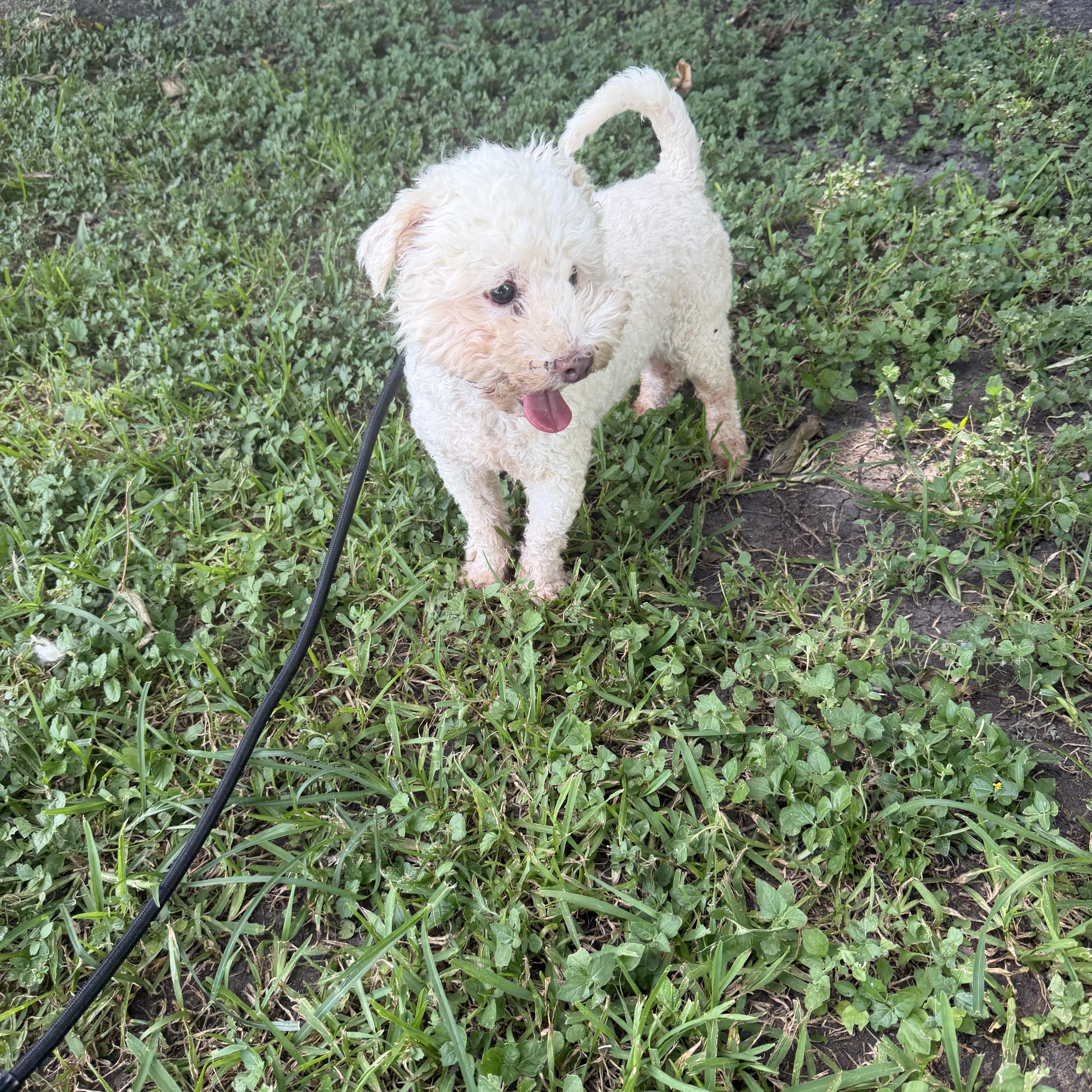 An adult small-sized male Maltipoo dog named Polo for adoption in Louise, TX