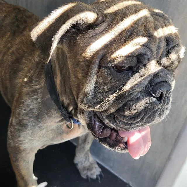 A young small-sized male American Bulldog dog named Eli for adoption in San Antonio, TX