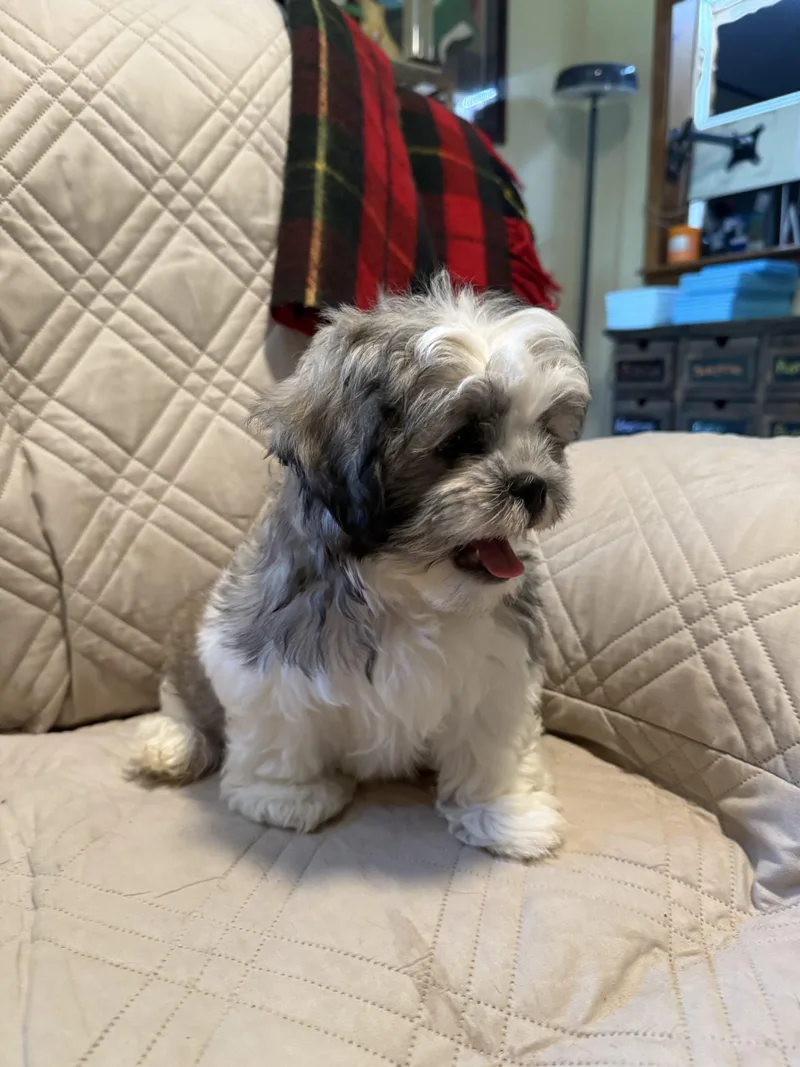 A baby small-sized male Brown / Chocolate Shih Tzu dog named Bryce for adoption in Broken Arrow, OK