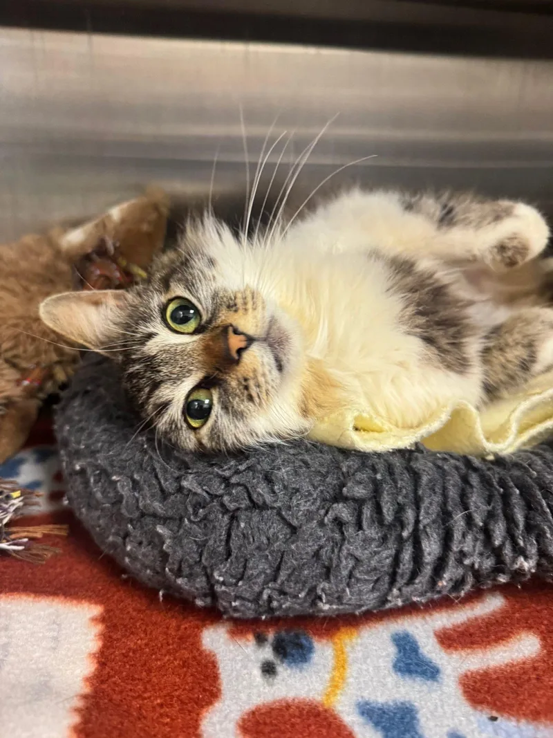 A young medium-sized female Domestic Medium Hair cat named Coco Cabana for adoption in Hilton Head Island, SC