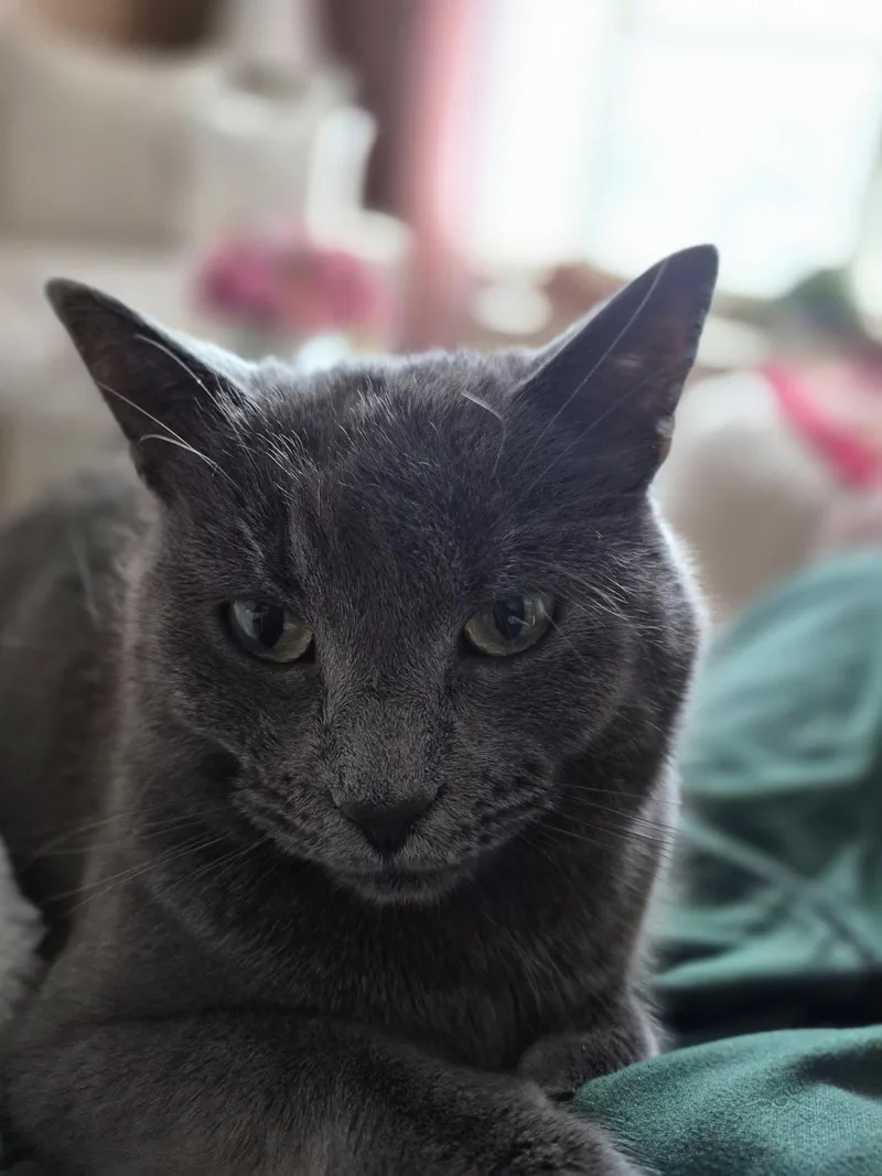 An adult medium-sized female Gray / Blue / Silver Domestic Short Hair cat named Katie Gray Paws for adoption in Rochester, NY