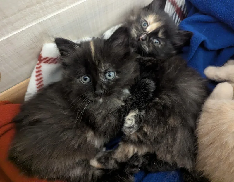 A baby small-sized female Tortoiseshell Domestic Long Hair cat named Waffle for adoption in Belvidere, IL