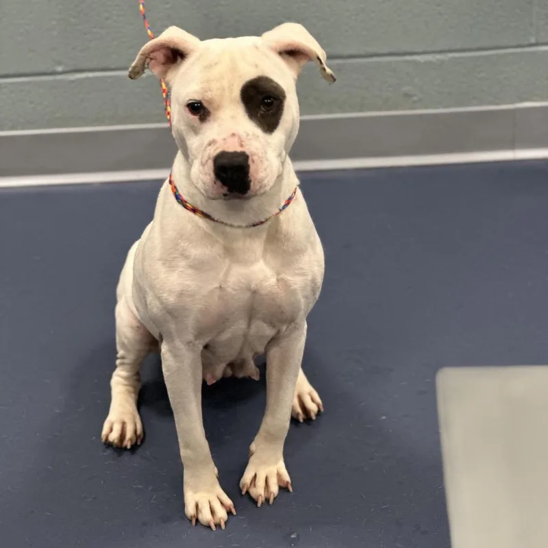 Princess thumbnail 2