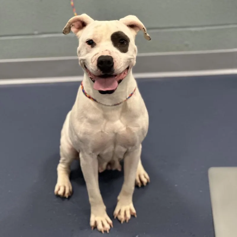 Princess thumbnail 3