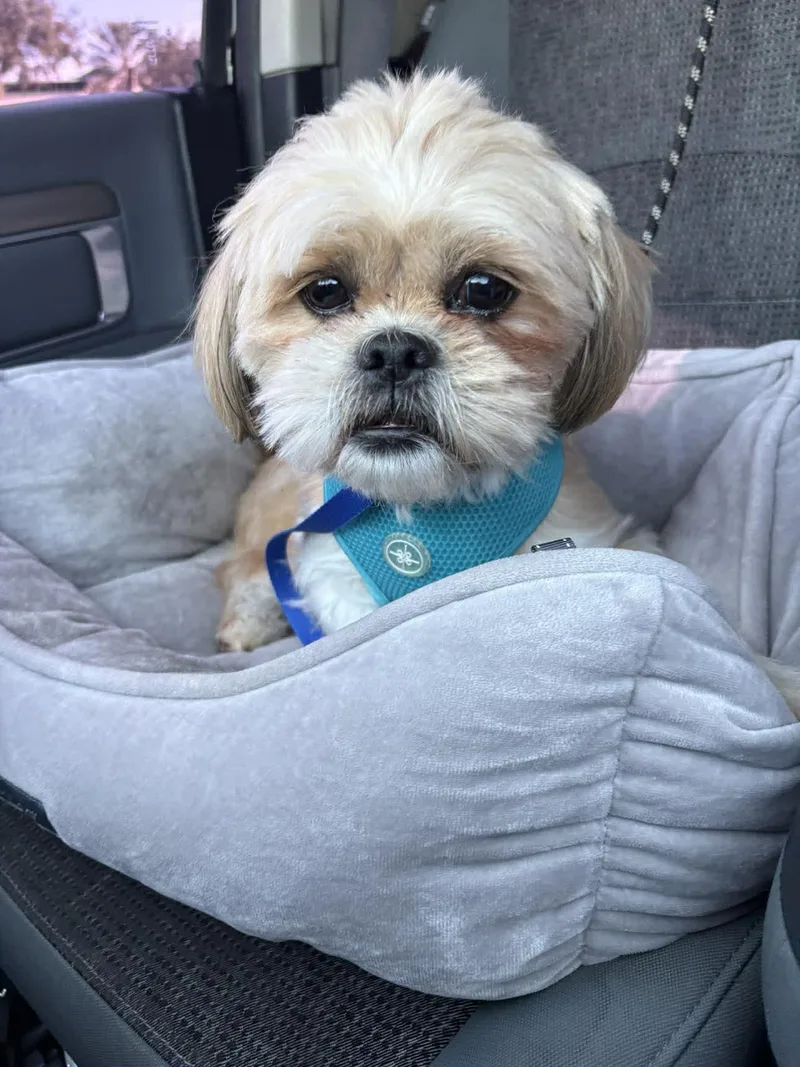 An adult small-sized male Apricot / Beige Shih Tzu dog named Chewbacca for adoption in Maitland, FL