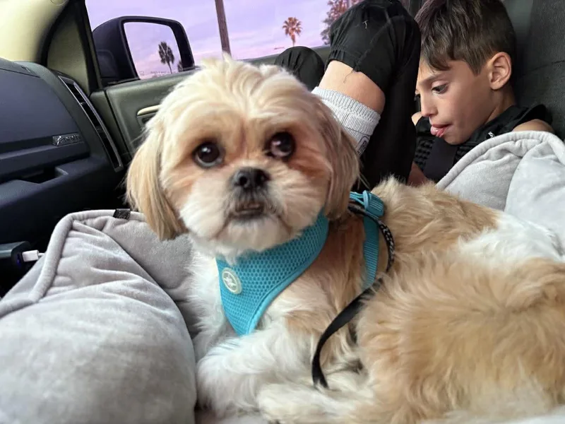 Chewbacca thumbnail 3