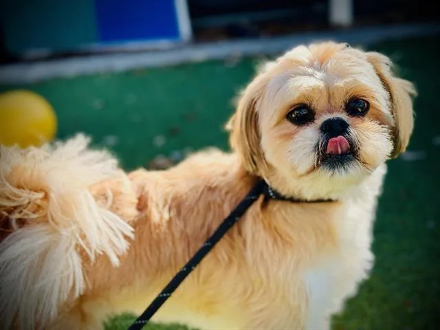 Chewbacca thumbnail 5